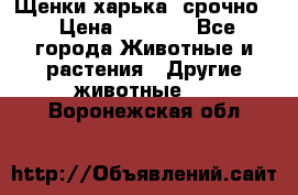 Щенки харька! срочно. › Цена ­ 5 000 - Все города Животные и растения » Другие животные   . Воронежская обл.